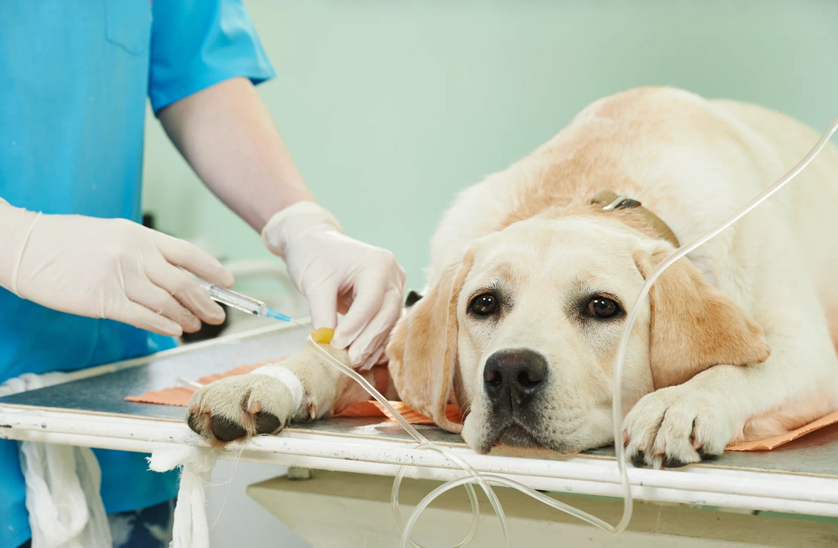 Equipo médico y técnico de Clínica Veterinaria Rey Conan